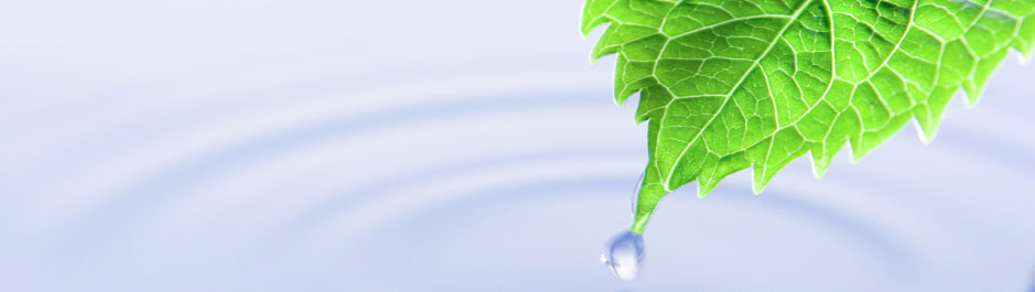 leaf leaf